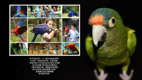 从鹦鹉爆料开始娱乐圈,揭秘明星幕后故事