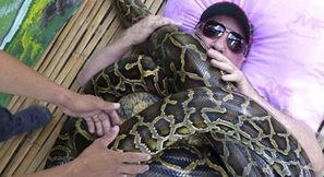 新闻爆料巨蟒渡劫,神秘生物上演惊心动魄的蜕变之旅