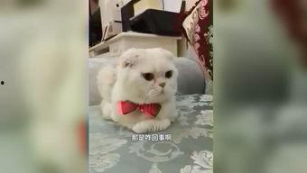 刘二豆与娱乐吃瓜君,揭秘娱乐圈背后的故事